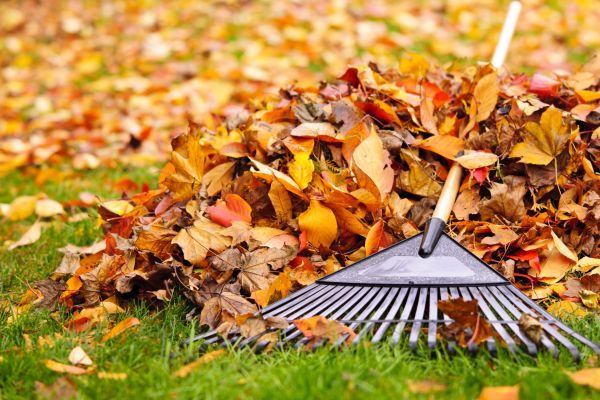Cost of Leaves Removal in Painesville