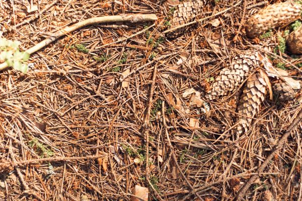 Cost of Pine Needles Removal in Painesville