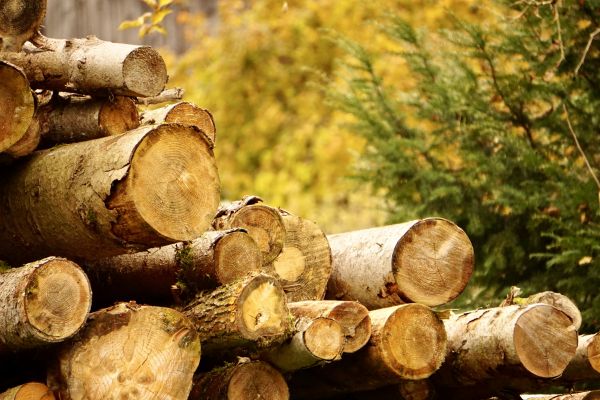 Cost of Wood Pile Removal in Painesville