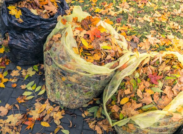 Cost of Yard Cleanup Service in Painesville