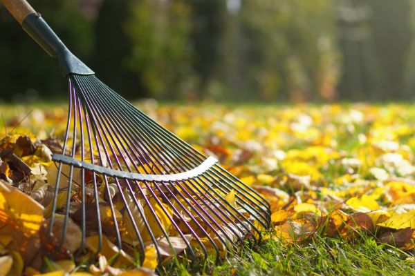 Cost of Leaf Raking Service in Painesville