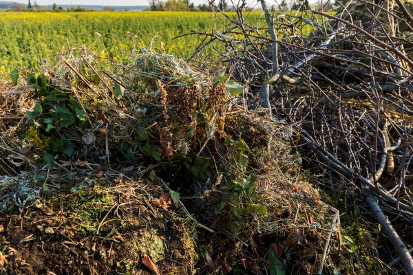 Cost of Brush Disposal in Painesville