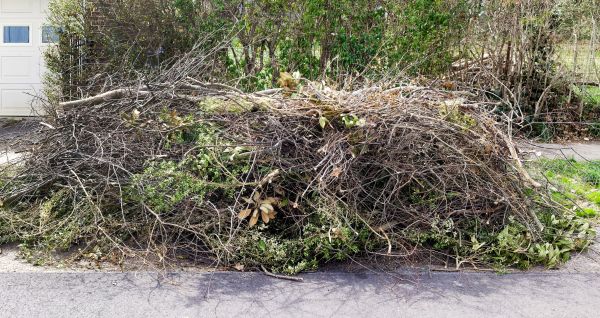 Cost of Tree Limb Cleanup in Painesville