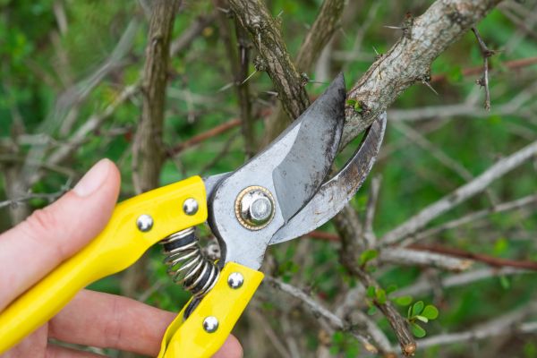 Cost of Limbs Removal in Painesville