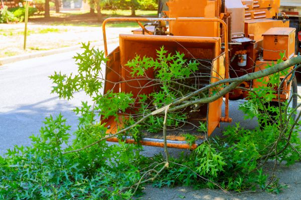 Cost of Tree Branches Removal in Painesville