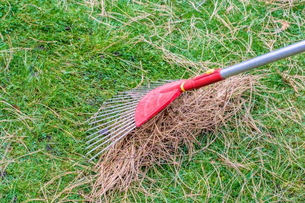 Cost of Yard Raking in Painesville