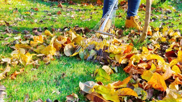 Cost of Lawn Cleanup Service in Painesville