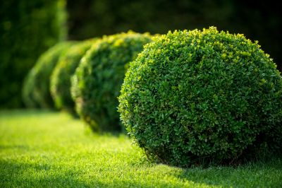 Trimmed Shrubs and Bushes